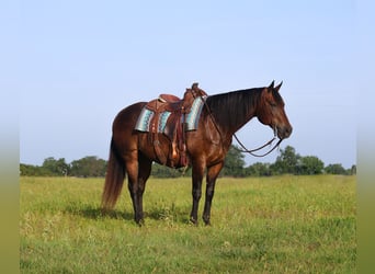American Quarter Horse, Gelding, 13 years, 15 hh, Bay
