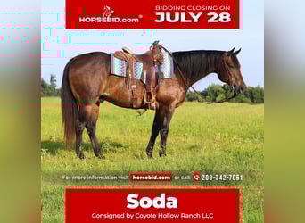American Quarter Horse, Gelding, 13 years, 15 hh, Bay