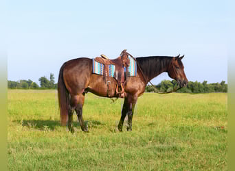 American Quarter Horse, Gelding, 13 years, 15 hh, Bay