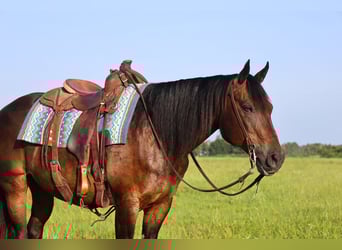 American Quarter Horse, Gelding, 13 years, 15 hh, Bay