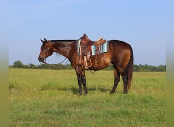 American Quarter Horse, Gelding, 13 years, 15 hh, Bay