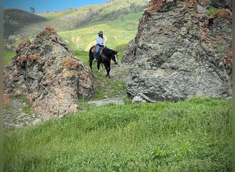 American Quarter Horse, Gelding, 13 years, 15 hh, Black