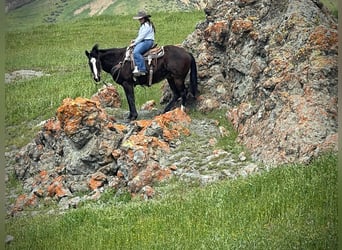 American Quarter Horse, Gelding, 13 years, 15 hh, Black