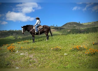 American Quarter Horse, Gelding, 13 years, 15 hh, Black