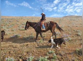 American Quarter Horse, Gelding, 13 years, 15 hh, Black