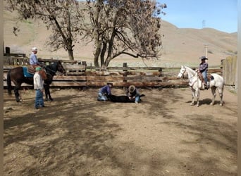 American Quarter Horse, Gelding, 13 years, 15 hh, Black