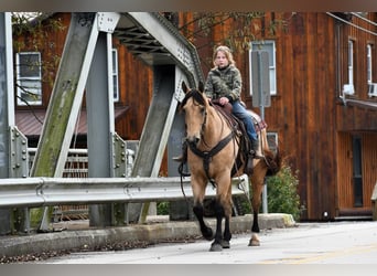 American Quarter Horse, Gelding, 13 years, 15 hh, Buckskin