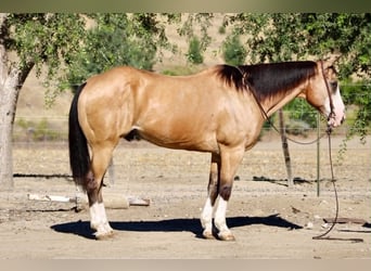 American Quarter Horse, Gelding, 13 years, 15 hh, Buckskin
