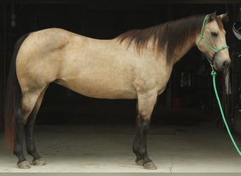 American Quarter Horse, Gelding, 13 years, 15 hh, Buckskin