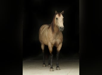 American Quarter Horse, Gelding, 13 years, 15 hh, Buckskin