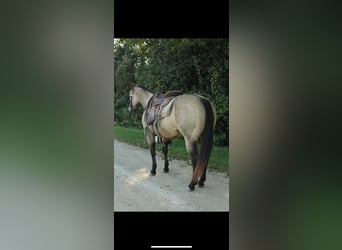 American Quarter Horse, Gelding, 13 years, 15 hh, Buckskin