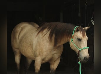 American Quarter Horse, Gelding, 13 years, 15 hh, Buckskin