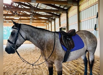 American Quarter Horse, Gelding, 13 years, 15 hh, Buckskin