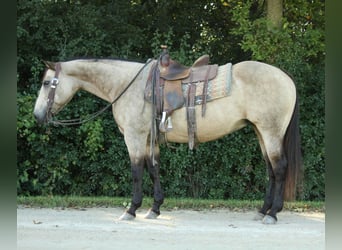 American Quarter Horse, Gelding, 13 years, 15 hh, Buckskin