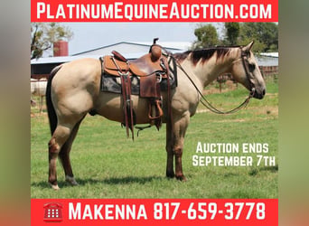 American Quarter Horse, Gelding, 13 years, 15 hh, Buckskin
