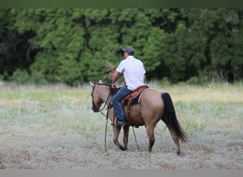 American Quarter Horse, Gelding, 13 years, 15 hh, Buckskin