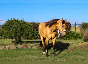 American Quarter Horse, Gelding, 13 years, 15 hh, Buckskin