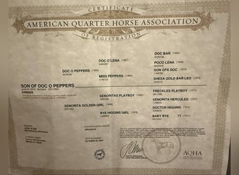 American Quarter Horse, Gelding, 13 years, 15 hh, Buckskin