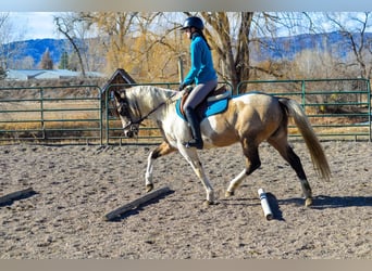 American Quarter Horse, Gelding, 13 years, 15 hh, Buckskin