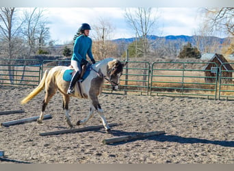 American Quarter Horse, Gelding, 13 years, 15 hh, Buckskin