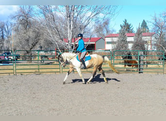 American Quarter Horse, Gelding, 13 years, 15 hh, Buckskin