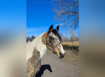 American Quarter Horse, Gelding, 13 years, 15 hh, Buckskin