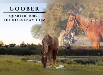 American Quarter Horse, Gelding, 13 years, 15 hh, Chestnut