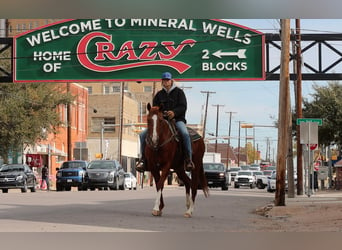 American Quarter Horse, Gelding, 13 years, 15 hh, Chestnut