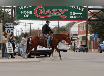 American Quarter Horse, Gelding, 13 years, 15 hh, Chestnut