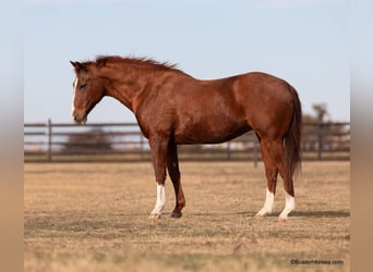 American Quarter Horse, Gelding, 13 years, 15 hh, Chestnut