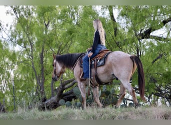 American Quarter Horse, Gelding, 13 years, 15 hh, Dun