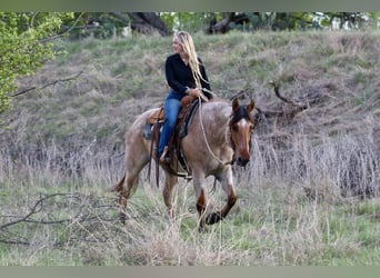American Quarter Horse, Gelding, 13 years, 15 hh, Dun