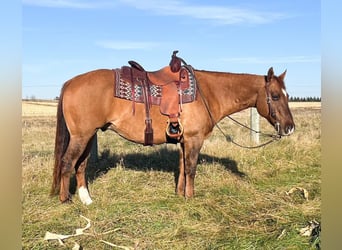 American Quarter Horse, Gelding, 13 years, 15 hh, Dun