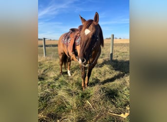 American Quarter Horse, Gelding, 13 years, 15 hh, Dun