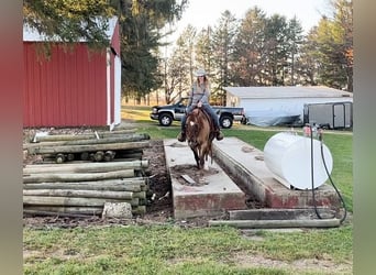 American Quarter Horse, Gelding, 13 years, 15 hh, Dun