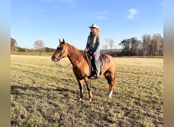 American Quarter Horse, Gelding, 13 years, 15 hh, Dun