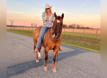 American Quarter Horse, Gelding, 13 years, 15 hh, Dun