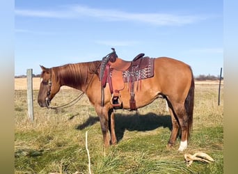 American Quarter Horse, Gelding, 13 years, 15 hh, Dun