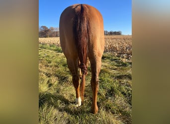 American Quarter Horse, Gelding, 13 years, 15 hh, Dun