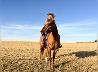 American Quarter Horse, Gelding, 13 years, 15 hh, Dun