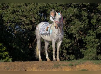 American Quarter Horse, Gelding, 13 years, 15 hh, Gray