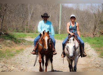 American Quarter Horse, Gelding, 13 years, 15 hh, Gray