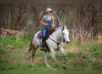 American Quarter Horse, Gelding, 13 years, 15 hh, Gray