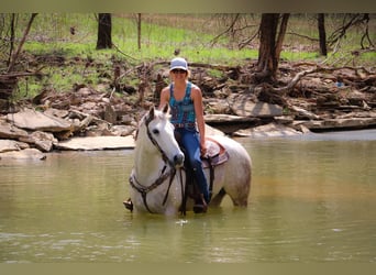 American Quarter Horse, Gelding, 13 years, 15 hh, Gray