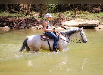 American Quarter Horse, Gelding, 13 years, 15 hh, Gray