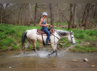 American Quarter Horse, Gelding, 13 years, 15 hh, Gray