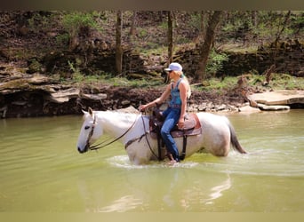 American Quarter Horse, Gelding, 13 years, 15 hh, Gray