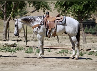 American Quarter Horse, Gelding, 13 years, 15 hh, Gray