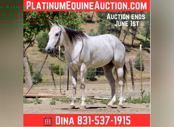 American Quarter Horse, Gelding, 13 years, 15 hh, Gray