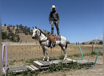 American Quarter Horse, Gelding, 13 years, 15 hh, Gray